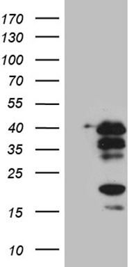 CREM Antibody