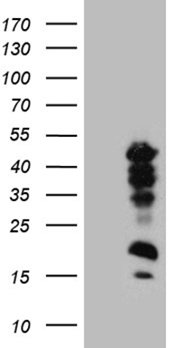 CREM Antibody