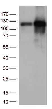 CREM Antibody