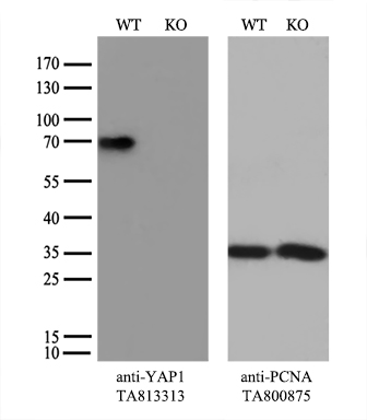 CREM Antibody