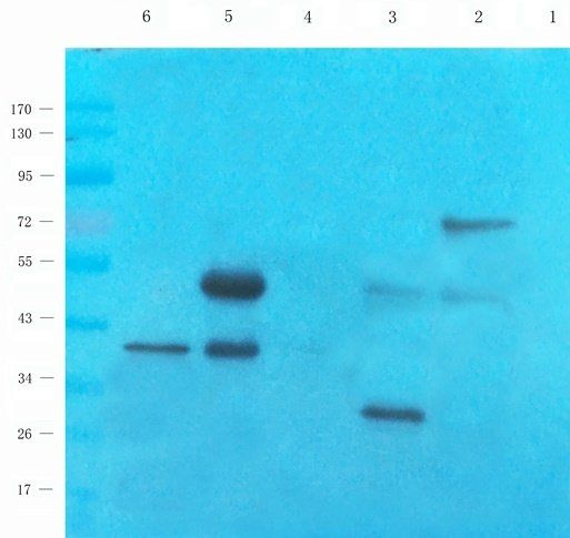 CRHR2 antibody