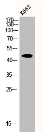 CRHR2 Antibody