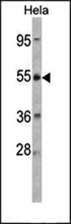 CRHR2 antibody