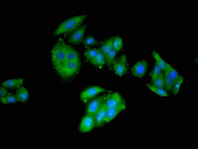 CRIPT Antibody