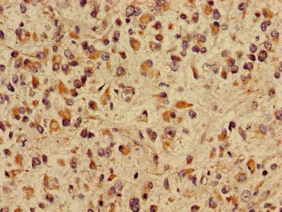 CRIPT Antibody