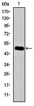 CRK Antibody