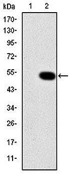 CRK Antibody