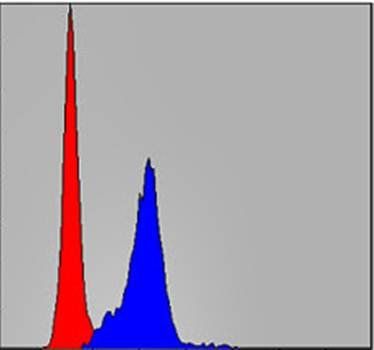 CRK Antibody