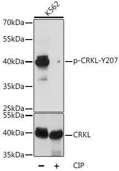 CRKL (Phospho-Y207) antibody