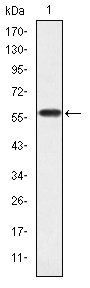CRKL Antibody