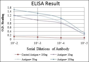 CRKL Antibody