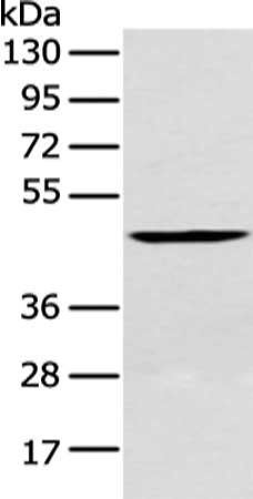 CRLF2 Antibody