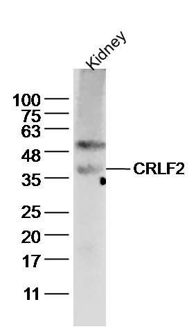 CRLF2 antibody