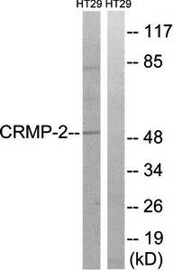 CRMP-2 (Ab-509) Antibody