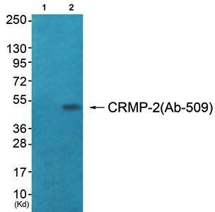 CRMP-2 (Ab-509) Antibody