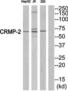 CRMP-2 (Ab-522) Antibody