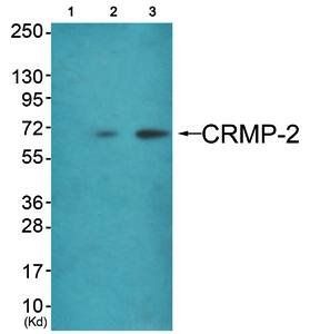 CRMP-2 (Ab-522) Antibody