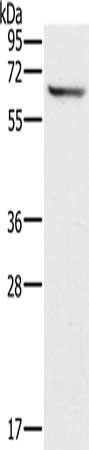 CRMP1 Antibody