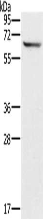 CRMP1 antibody