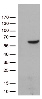 DPYSL2 Antibody
