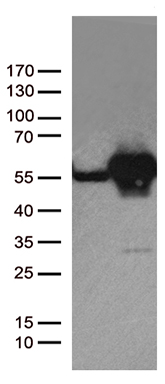 DPYSL2 Antibody
