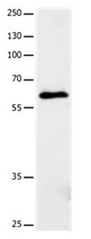 CRMP5 Antibody
