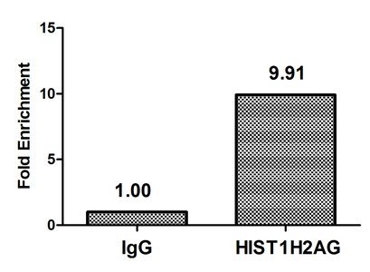 HIST1H2AG Antibody