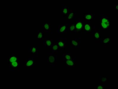 HIST1H2AG Antibody
