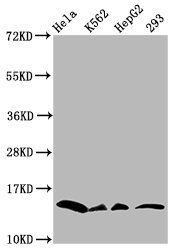 Crotonyl-HIST1H2BC (K11) antibody