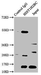 Crotonyl-HIST1H2BC (K12) antibody