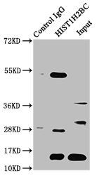 Crotonyl-HIST1H2BC (K12) Antibody