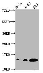 Crotonyl-HIST1H2BC (K12) antibody