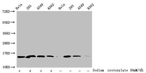 Crotonyl-HIST1H2BC (K16) antibody