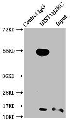 Crotonyl-HIST1H2BC (K23) antibody