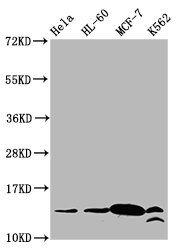 Crotonyl-HIST1H2BC (K23) antibody