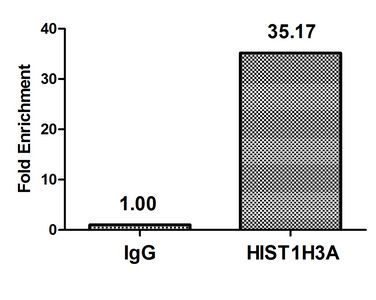 Crotonyl-HIST1H3A (K4) Antibody