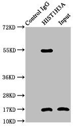 Crotonyl-HIST1H3A (K4) antibody