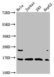 Crotonyl-HIST1H3A (K4) antibody