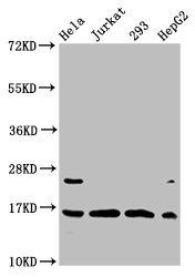 Crotonyl-HIST1H3A (K4) Antibody