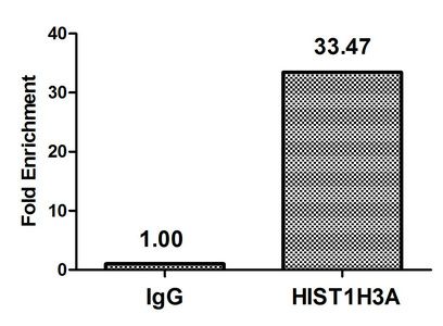 Crotonyl-HIST1H3A (K9) Antibody