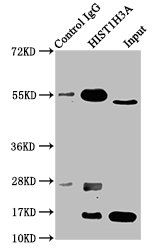 Crotonyl-HIST1H3A (K9) Antibody