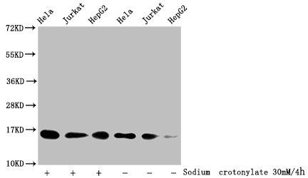 Crotonyl-HIST1H3A (K9) Antibody