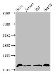 Crotonyl-HIST1H4A (K16) antibody