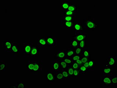 HIST1H4A Antibody