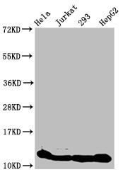 HIST1H4A Antibody
