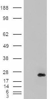 Goat anti-CRP2 / CSRP2 Antibody