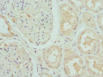 CRTAP Antibody