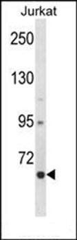 CRTC2 antibody