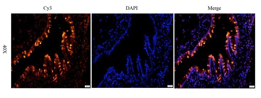 CRUM3 antibody