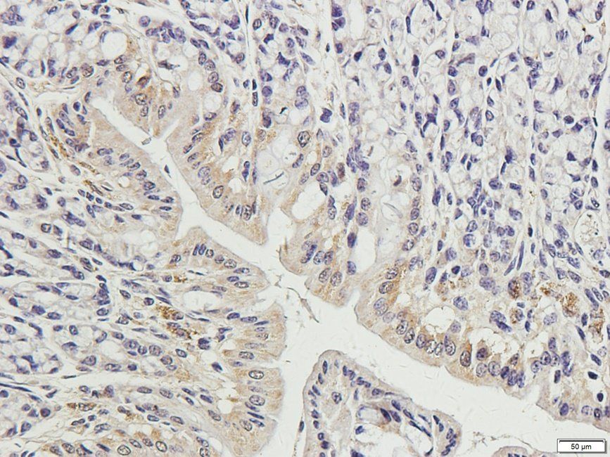 CRUM3 antibody